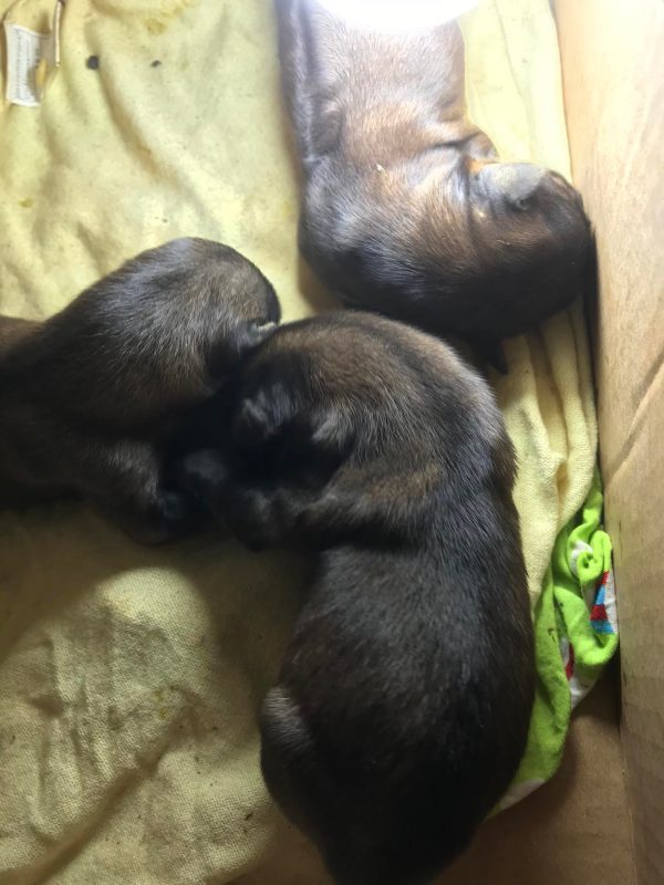 Đông Y Gia Truyền Bà Vân