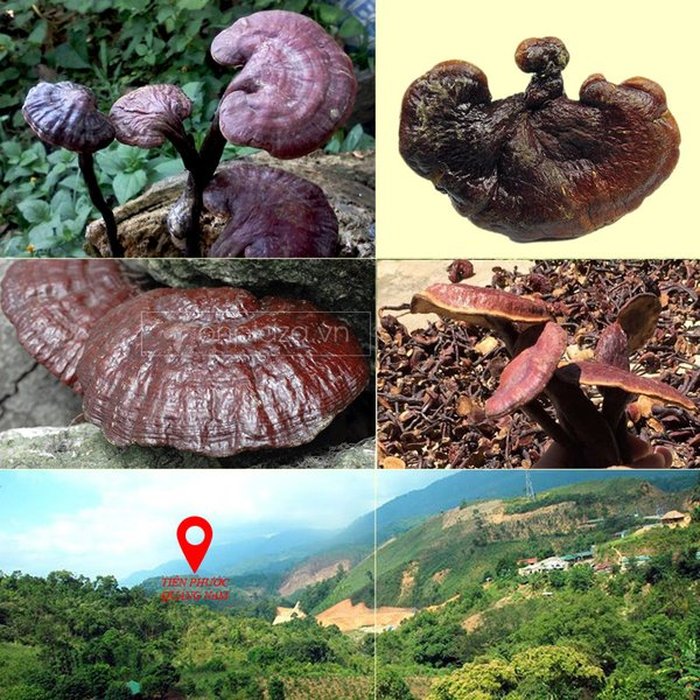 Đông Y Gia Truyền Bà Vân