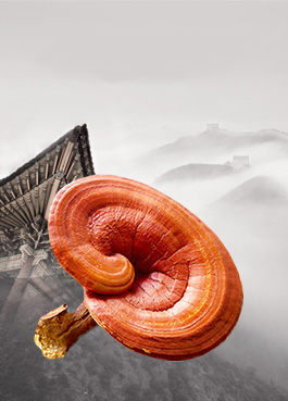 Đông Y Gia Truyền Bà Vân