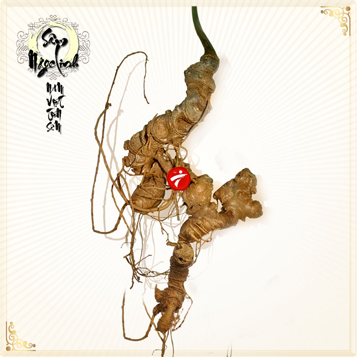 Đông Y Gia Truyền Bà Vân